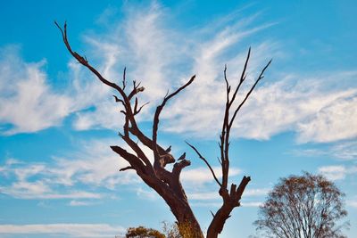 Low angle view of bare tree against sky