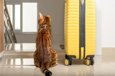 A cute cat sits near the suitcase and looks out the open door. traveling with pets.