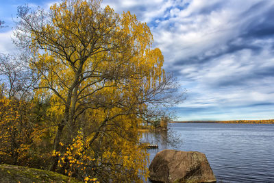 Tree by lake against sky during autumn