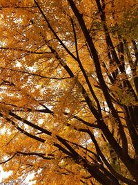 Low angle view of tree in autumn