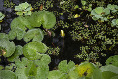 High angle view of leaves floating on lake