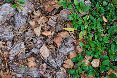 High angle view of dry leaves on field