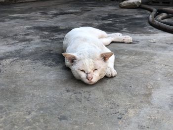 High angle view of cat sleeping on footpath