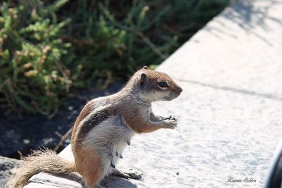 Close-up of squirrel on retaining wall