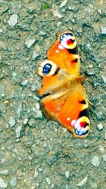 Close-up of orange