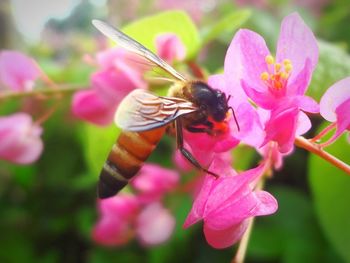 Close-up of bee pollinating on pink flower