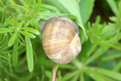 Close-up of snail on plant