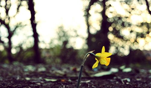 Close up of yellow flower