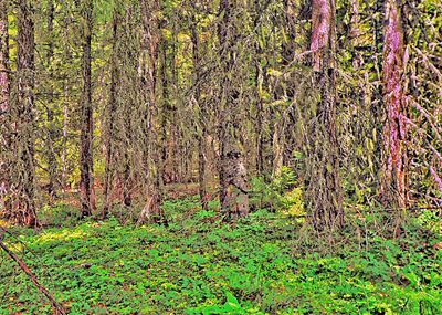 View of tree in forest