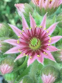 Close-up of pink flowers