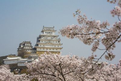 Low angle view of cherry blossoms by building against sky