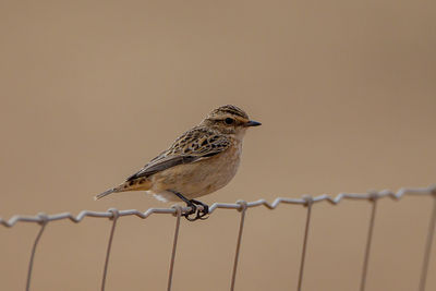 Close-up of bird perching on barbed wire