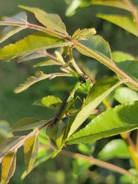 Close-up of insect on leaf