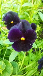 Close-up of purple flowering plant