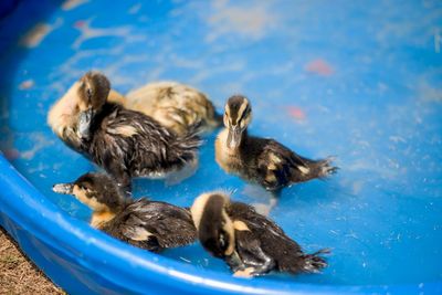 High angle view of ducks swimming in lake