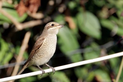 Close-up of bird perching on railing