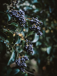 Close-up picture of berries growing on the tree in the botanical garden of tbilisi, georgia 