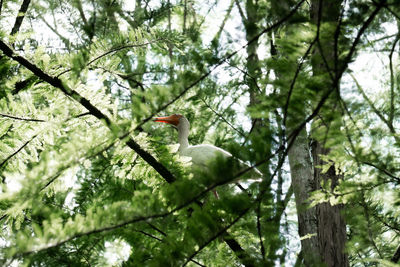 Low angle view of bird perching on a tree