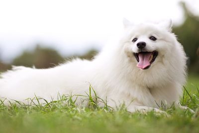 Close-up of dog sitting on grass