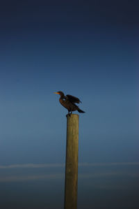 Low angle view of bird perching on wooden post