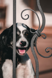 Close-up portrait of a dog