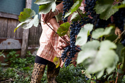 Women midsection picking grapes on autumn harvesting season. bunch of organinc healthy grapes