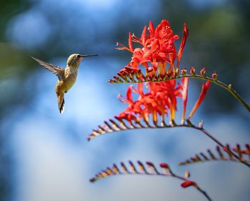 Close-up of dead bird flying