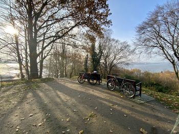 View of horse cart on bare trees