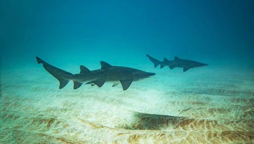 Close-up of a fish swimming in sea