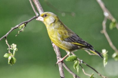 Close-up of bird perching on tree