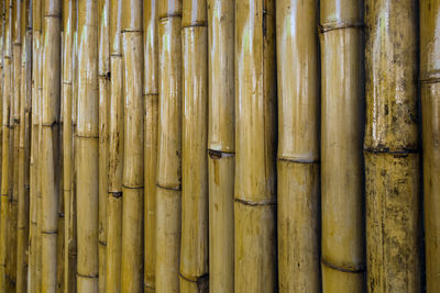 bamboo