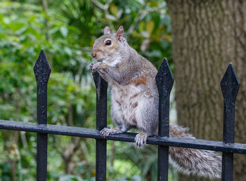 Close-up of squirrel on fence