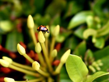 Close-up of bee on flower