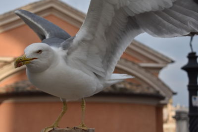 Close-up of seagull perching on a building