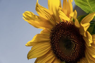 Close-up of sunflower