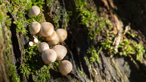 Close-up of mushrooms growing on tree trunk