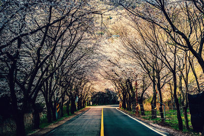 Road amidst bare trees during autumn