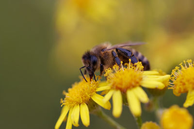 Close-up of bee pollinating on yellow flower