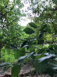 Low angle view of trees in forest