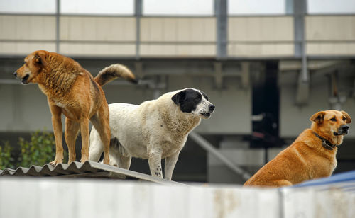 Close-up of two dogs