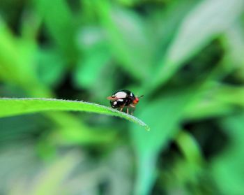 Close-up of ladybug on leaf