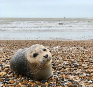 Beached seal on eastbourne beach following storm gareth