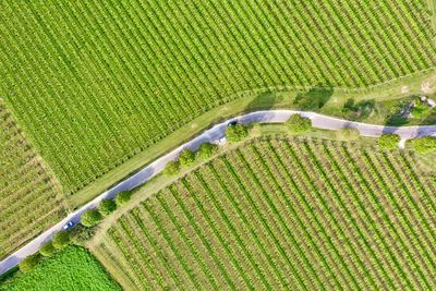 Aerial view of road amidst agricultural field