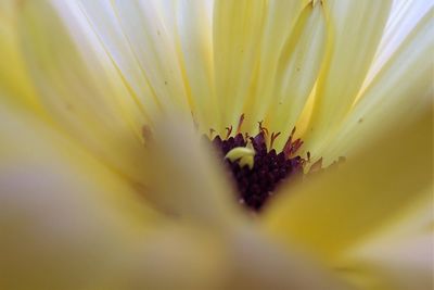 Close-up of yellow flower blooming outdoors