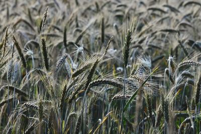 Close-up of wheat growing on field