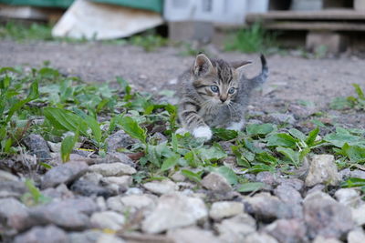 Portrait of cat on field