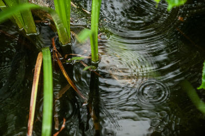 Close-up of turtle swimming in lake