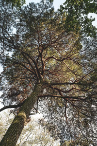 Low angle view of tree in forest against sky