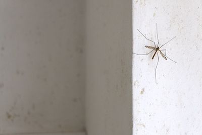 Close-up of insect on wall
