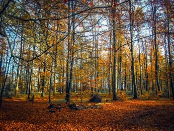 Trees in forest during autumn